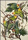 Parrot Canvas Paintings - Carolina Parrot